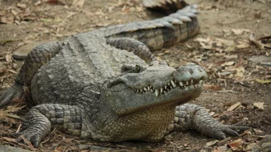 crocodile relocation| gujarat news| vadodara