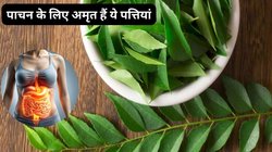 Curry leaves Benefits: कोलेस्ट्रॉल कंट्रोल करने के लिए करी पत्ता का सेवन इन 4 तरीकों से करें, नस-नस से निकल जाएगी गंदी चर्बी, टल जाएगा खतरा