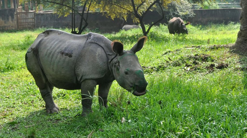 delhi news, delhi zoo news,