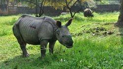 दिल्ली के चिड़ियाघर में क्यों हुई गैंडे की मौत? पोस्टमार्टम में सामने आई वजह