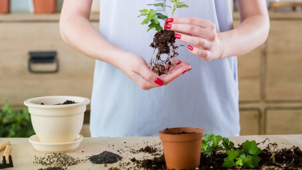 how to take care of plants in pots
