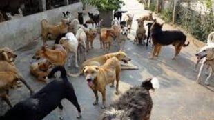 mathura, dogs, dogs killed 3 year old kid