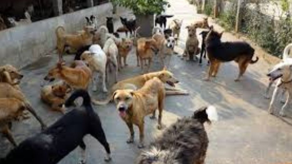 mathura, dogs, dogs killed 3 year old kid