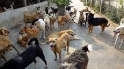 बेटी ने पाल रखे थे 50 से ज्यादा कुत्ते, अकेली मां को ही नोच-नोचकर खा गए… दिल दहला देगी ये कहानी