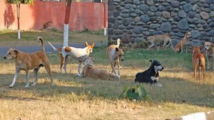 street dogs