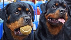 नौसेना के रिटायर्ड अधिकारी के कुत्तों को ढूंढने में जुटी पुलिस, गार्ड के खिलाफ FIR दर्ज, खंगाले 50 CCTV कैमरे