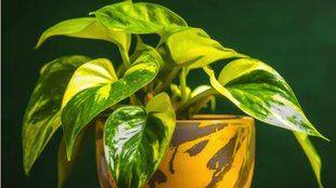 why money plant leaves turn yellow
