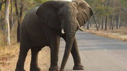 मस्जिद के पास चल रहा था समारोह, हाथी ने मचाया जमकर उत्पात, एक को सूंड से उठाकर घुमाया और फेंका, 22 घायल