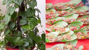 grow Betel Plant At Home । grow Betel Plant । Gardening Tips