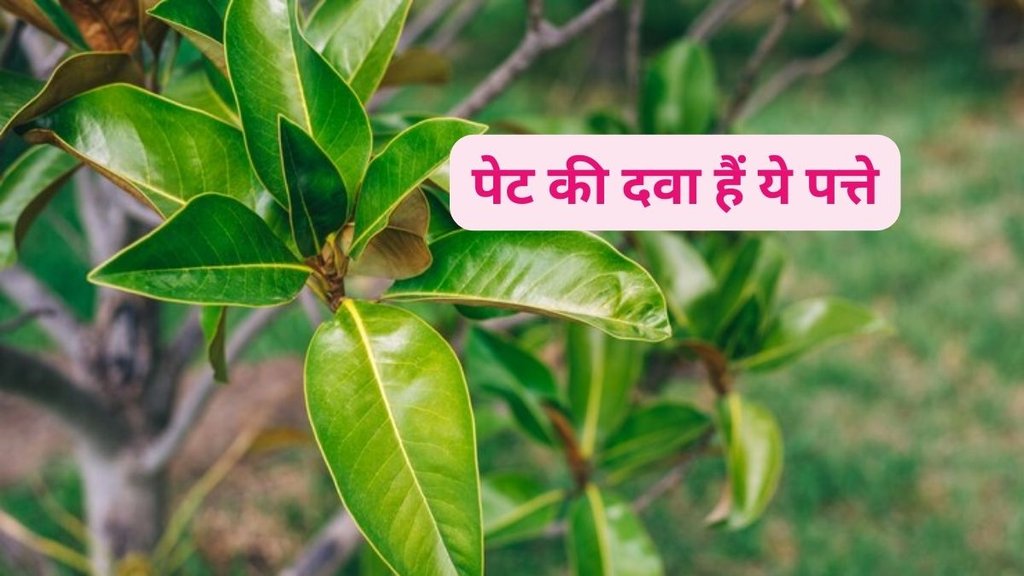 regulating blood sugar with guava leaves,health benefits of guava leaves,guava leaves for weight loss,guava leaves benefits regulating blood sugar with guava leaves,health benefits of guava leaves,guava leaves for weight loss,guava leaves benefits