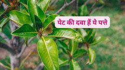 सेहत के लिए अमृत है ये पत्ते, हफ्ते में 3 बार खाली पेट चबा लेंगे तो बन जाएंगे औषधि, जानिए 4 फायदे