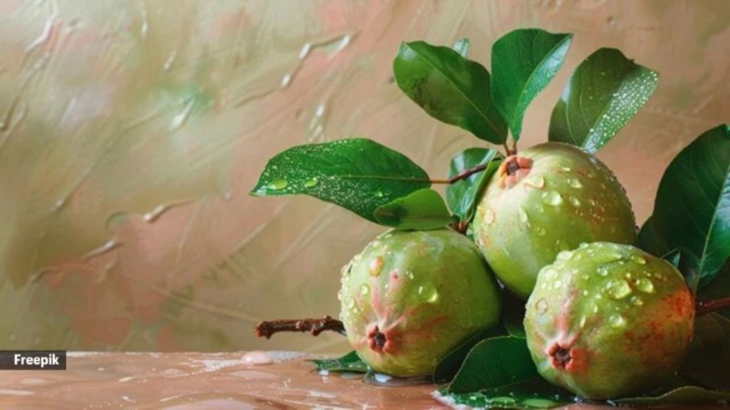 guava leaves। Benefits of chewing guava leaves। Benefits of chewing guava leaves