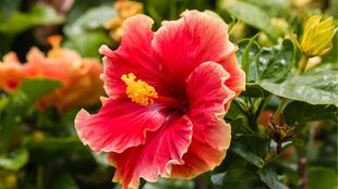how to promote flowering in hibiscus