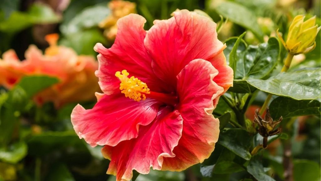 how to promote flowering in hibiscus