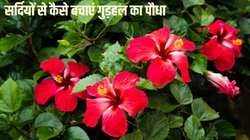 इस 1 चीज से सर्दियों में भी फूलों से भरा रहेगा गुड़हल का पेड़, भीषण ठंड में भी जिंदा रहेगा पौधा