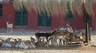 gujarat | leopard kills blackbuck |