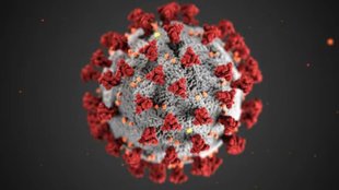 hmpv new virus