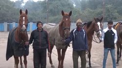 Mahakumbh 2025: कुंभ मेले के लिए यूपी सरकार ने आर्मी से लिए सात-सात लाख के पांच घोड़े, एक दिन की डाइट और खासियत जान रह जाएंगे दंग