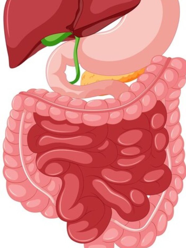 pomegranate for clean intestine, pomegranate benefits, intestine, gas acidity, weak immunity, how to cure intestine,