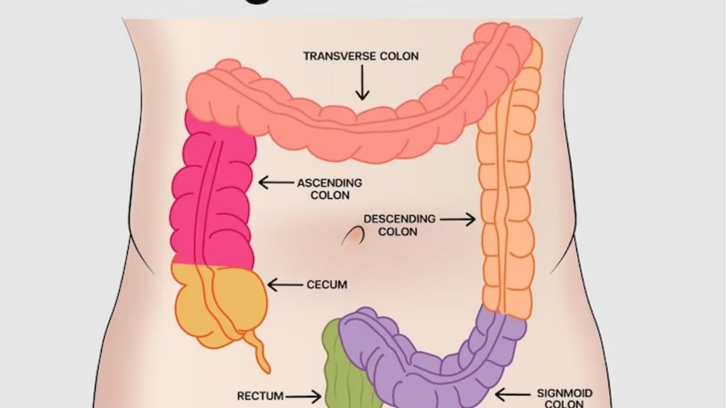 gut health, sitting impacts gut health, how to improve gut health, good gut health practices, food for good gut health, gut health news, health news