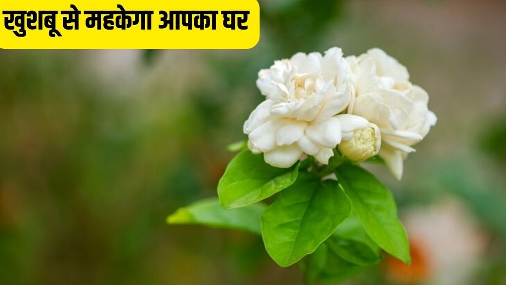 best smelling flowers for home