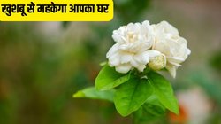 घर को खुशबूदार बना देंगे ये 3 पौधे, नहीं पड़ेगी एयर फ्रेशनर की जरूरत