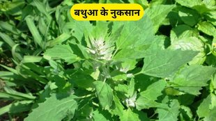bathua ke nuksan, bathua ke nuksan in hindi, bathua, bathua nuksan