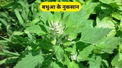 Bathua Side Effects: इन लोगों के लिए घातक हो सकता है बथुआ, भूलकर भी न करें सेवन