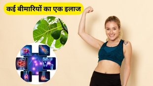 fig leaves for calcium, fig leaves for bones, fig leaves for sugar,