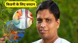 यूरिन की समस्याओं से लेकर किडनी डिटॉक्स तक हर चीज का इलाज करेगा ये पत्ता, आयुर्वेद एक्सपर्ट आचार्य बालकृष्ण से जानिए कैसे करें इस्तेमाल