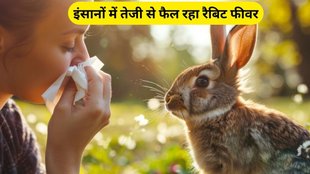 Rabbit Fever in humans