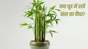 lucky bamboo plant care