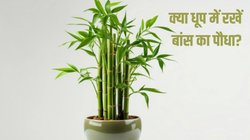 क्या बांस का पौधा बिना धूप के उग सकता है? जानें लकी बैंबू की देखभाल कैसे करें