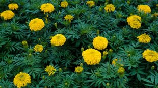 why are marigold leaves turning yellow