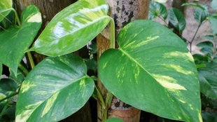 How to make money plant grow big leaves