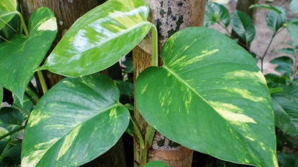 How to make money plant grow big leaves