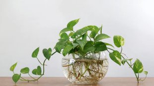 money plant growth tips