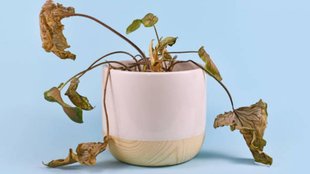 How to revive a dead plant