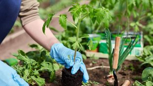 which plants should not be planted in pots
