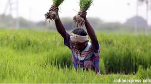 pm kisan, Shivraj singh chauhan, fertilizer subsidy, Agricultural Subsidy
