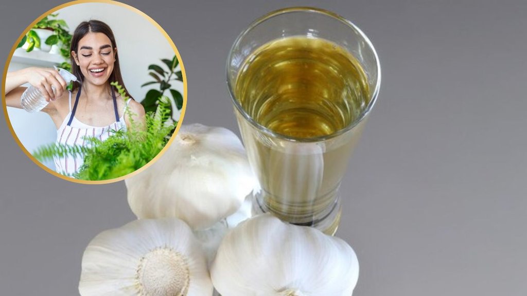 how to make garlic spray for plants