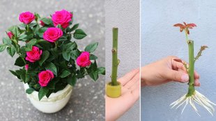 how to grow rose plant from stem cutting