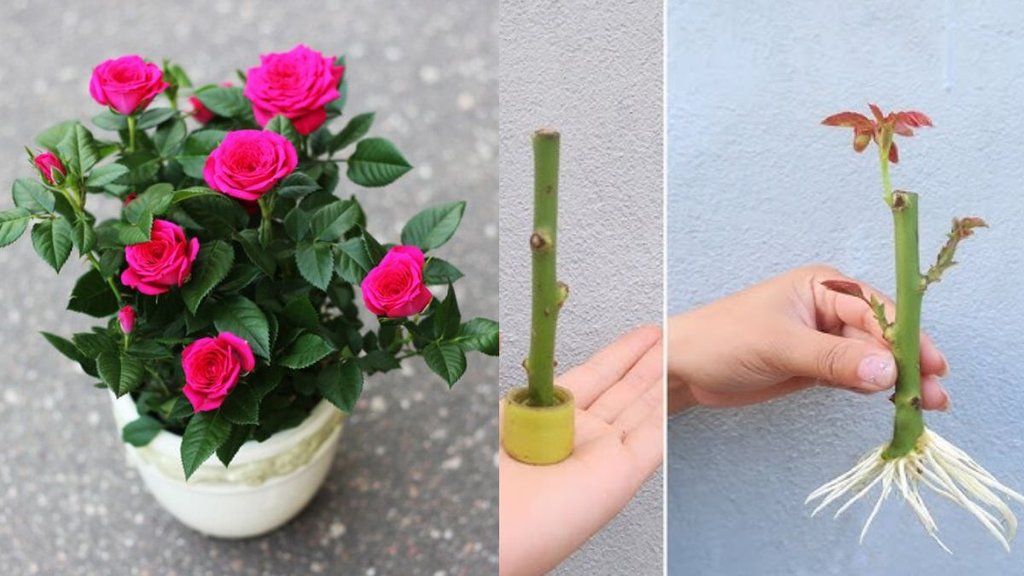 how to grow rose plant from stem cutting