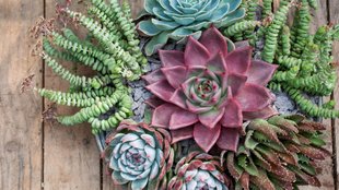 Succulent plant