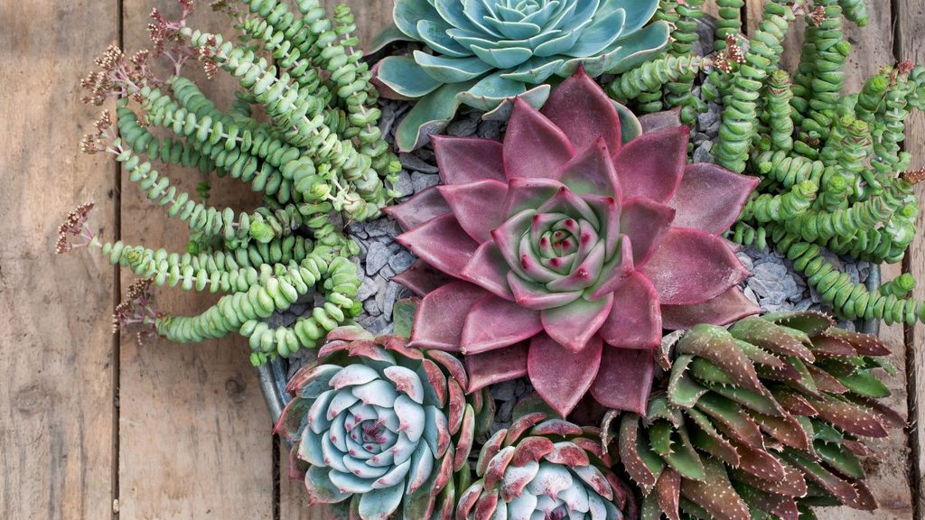 Succulent plant