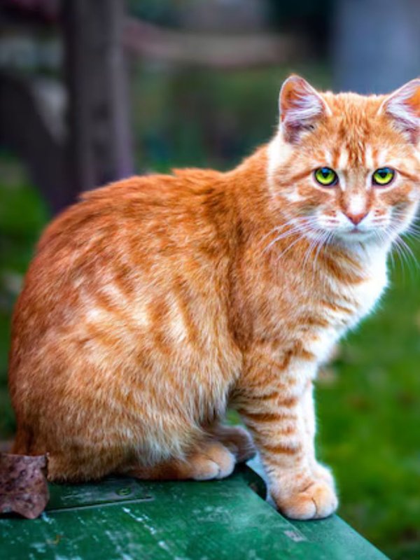 ats crying superstition, Cat crying meaning, Why do cats cry, Cat crying omens, Superstitions about cats crying, Cat crying good luck, Cat crying bad luck, Cat crying death