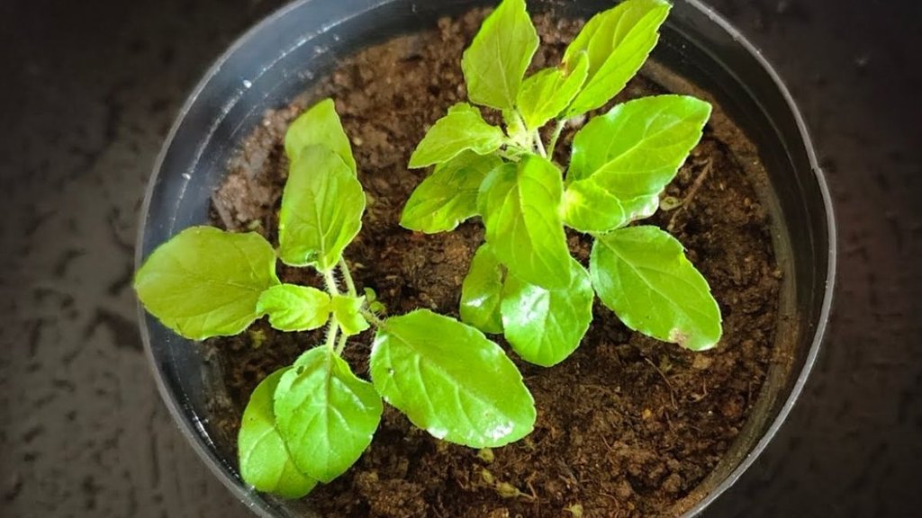 how to grow tulsi from seeds