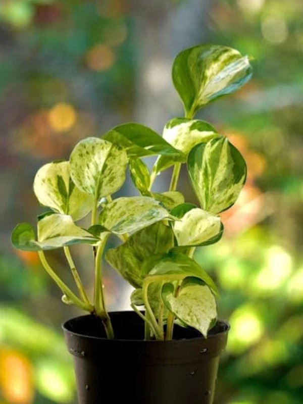 Vastu Tips For Money Plant, vastu shastra For Money Plant, Money Plant Vastu Tips, Vatu Tips for Home, Home Vastu Tips, Money Plant Tips, मनी प्लांट लगाते समय बिल्कुल न करें ये गलतियां