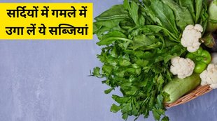 Home Gardening । Winter Vegetables । Lifestyle news