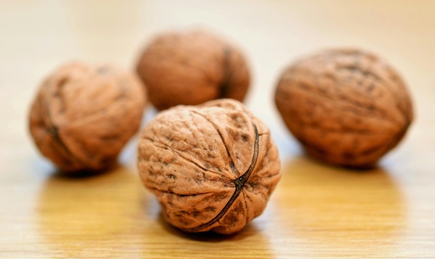 Foods for Memory